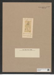 Porodiscus conicus Grev. (de-Toni-Nr.: Genus 200, Species 4829) Zeichnungen Sammlung Grunow Nr. 8489 (NHMW-BOT-W0377958)
